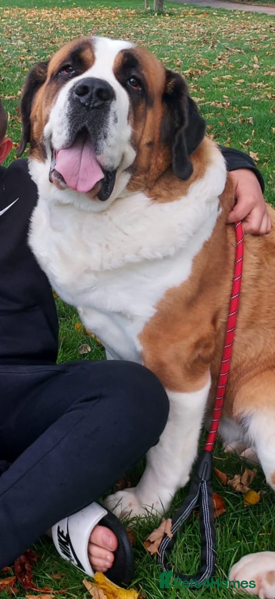 Saint Bernard dogs Kc Saint Bernard  - Advert 3