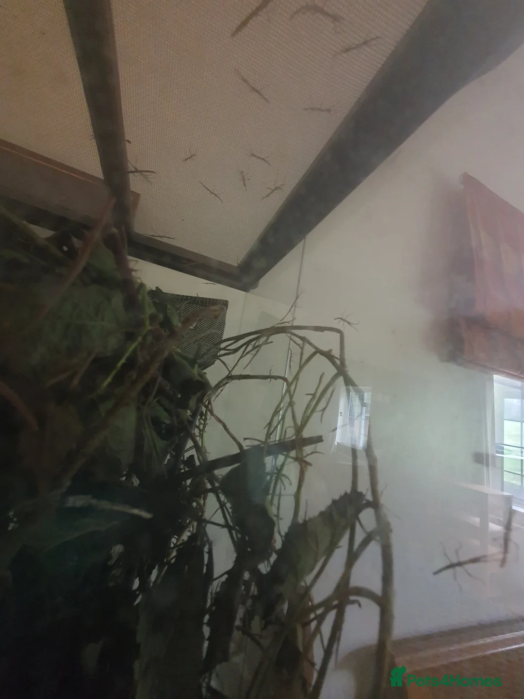 Stick Insects invertebrates for sale: Indian Stick Insect babies  in Tadworth - Advert 2