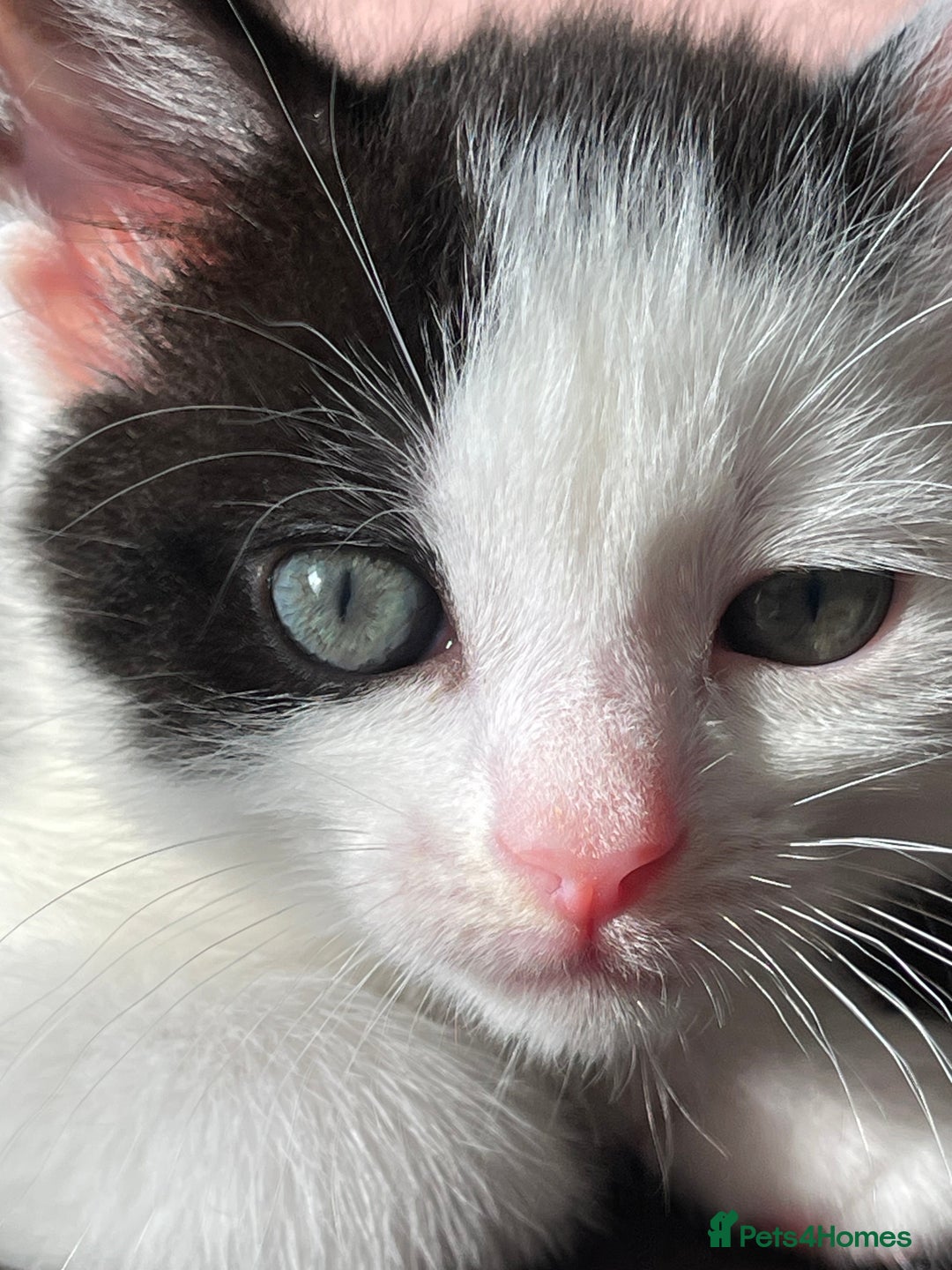 Mixed Breed cats for sale: 5 Beautiful kittens are available  - Image 8