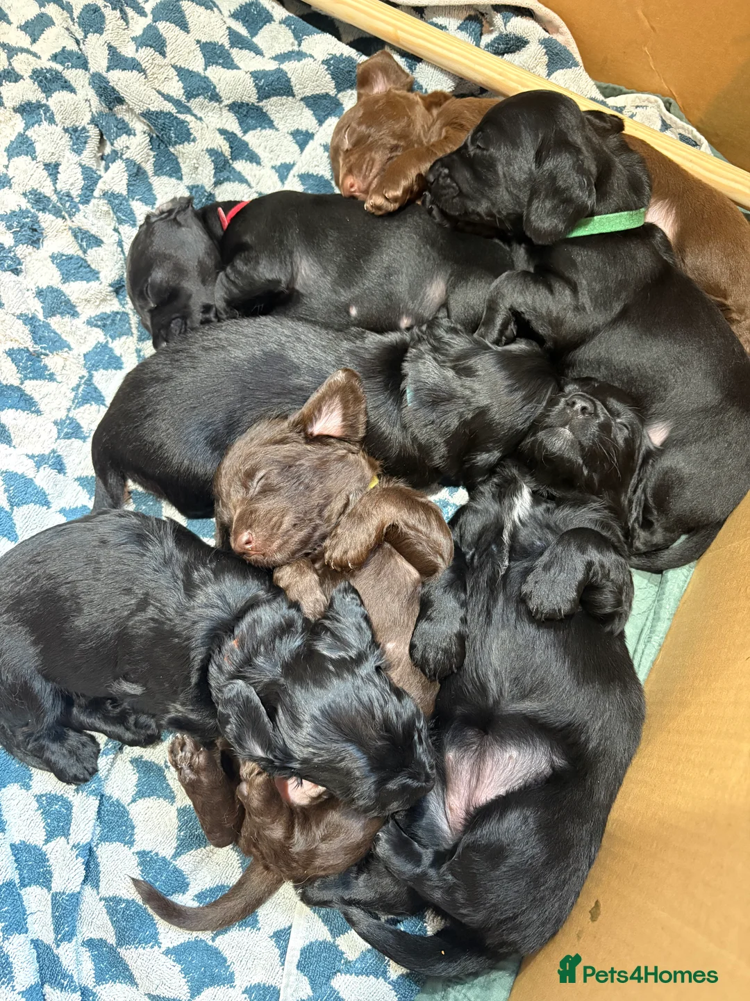 Mixed Breed dogs for sale: Doxiepoos - Advert 11