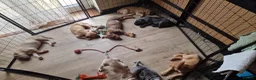 Mastiff dogs for sale: Mastiff Puppies {Merle} - Advert 15