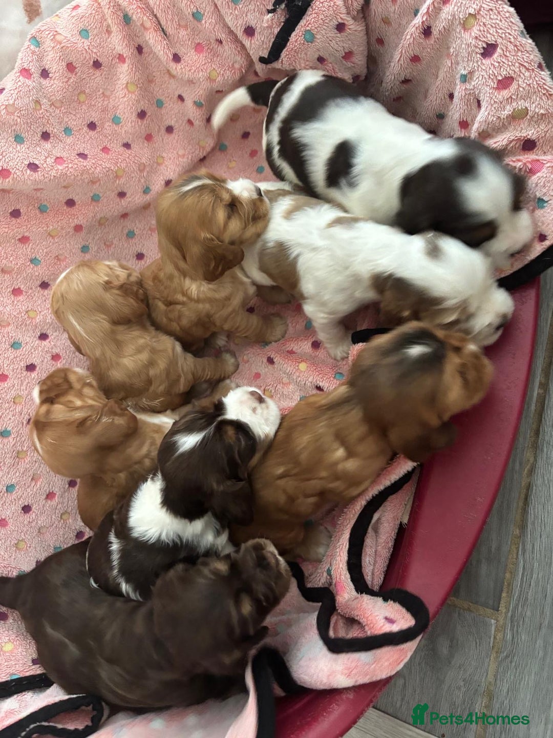 Cocker Spaniel dogs for sale: KC reg Cocker Spaniel Puppies, council licensed  - Image 6