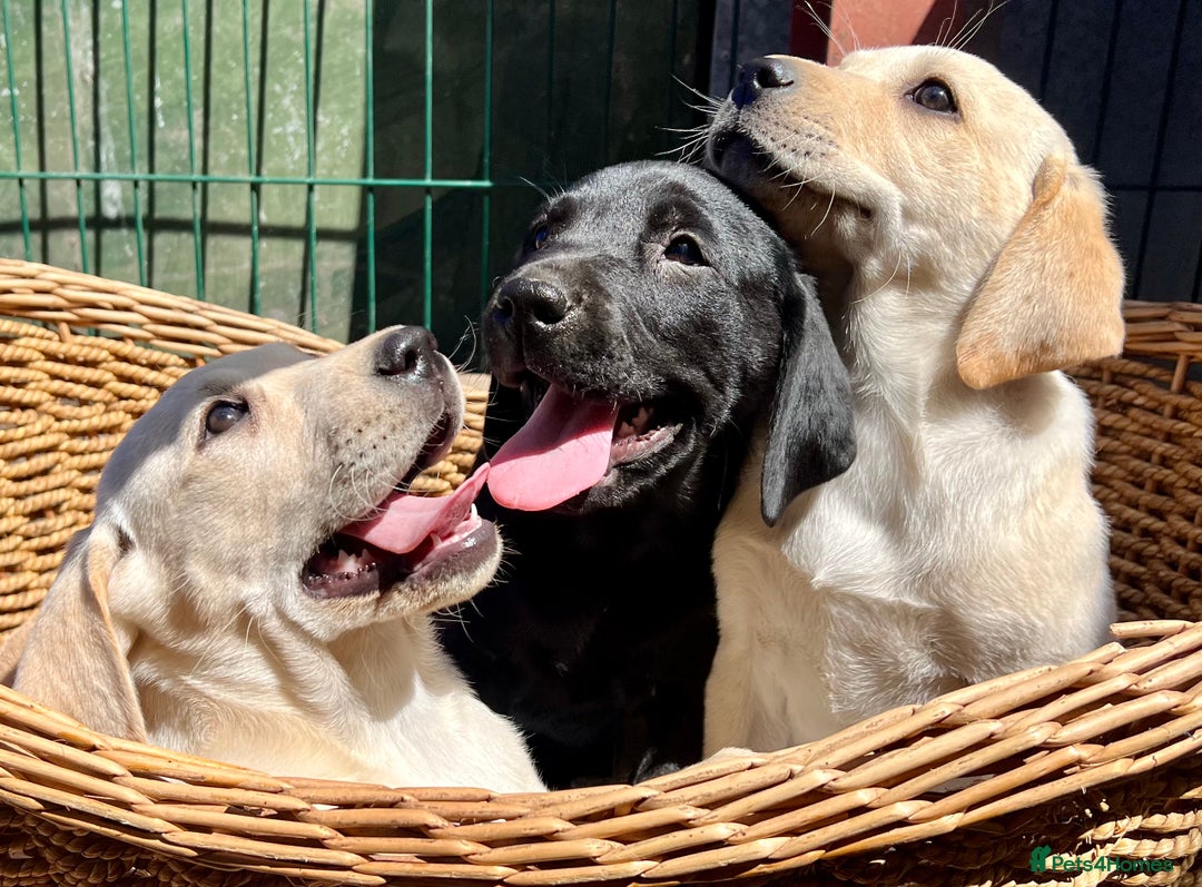 Labrador Retriever dogs for sale: Labrador Pups Chunky traditional type 1 girl left in Barrow-upon-Humber - Image 28