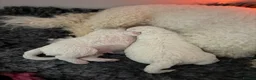 Bichon Frise dogs for sale: Exquisite KC Reg Bichon Frise Outstanding Pedigree - Advert 14