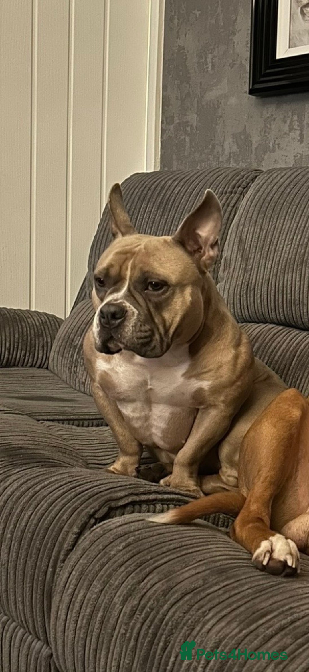 Mixed Breed dogs for sale: Pocket Bully Cross/ American Bully - Advert 2