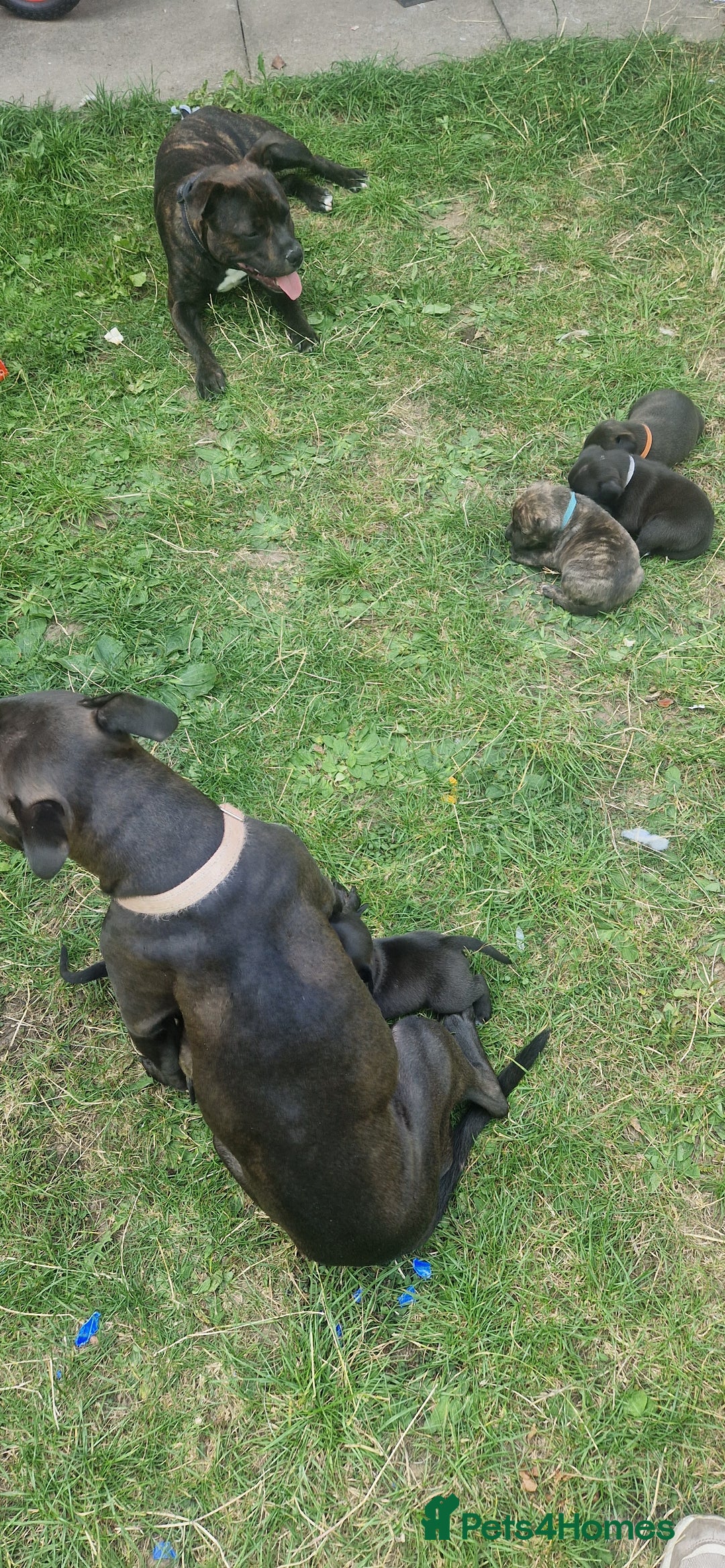 Staffordshire Bull Terrier dogs for sale: Staffordshire Bull Terrier Pups - Image 10