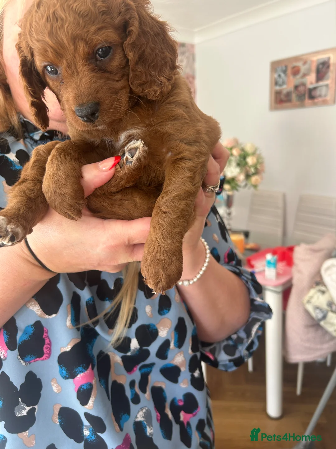 Cockapoo dogs for sale: Cockapoo pups, 1 boy, 1 girl in Middlesbrough - Advert 2
