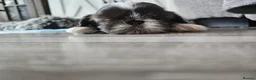 Shih Tzu dogs for sale: Two Beautiful Girls  - Advert 16