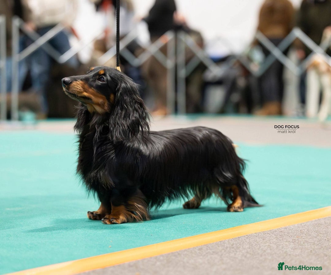 Miniature Dachshund dogs for sale: Stunning  KC Reg Puppies,  Health Tested Parents - Advert 11