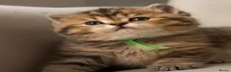 British Shorthair cats for sale: Unique  Golden kittens 🐾 - Advert 4