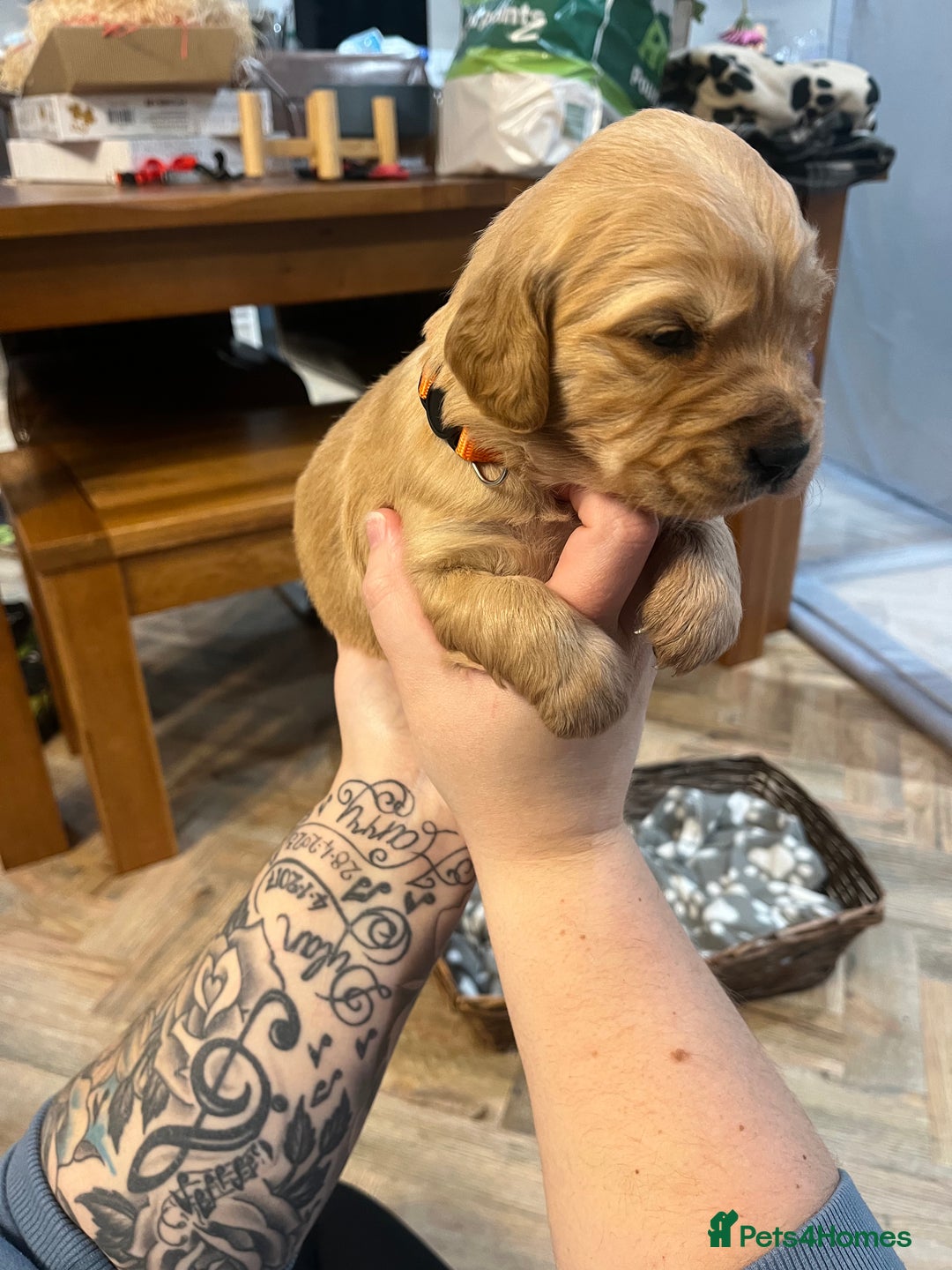 Golden Retriever dogs for sale: Gorgeous litter of 9 Golden Retrievers  - Image 8