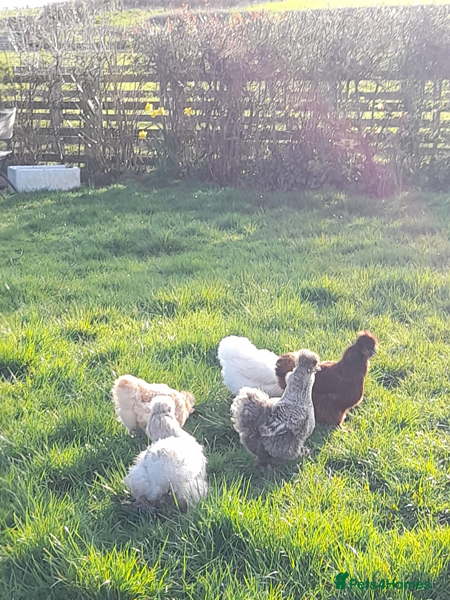 Chickens poultry Silkie hens white lavender and cuckoo  - Advert 4