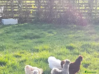 Chickens poultry Silkie hens white lavender and cuckoo - Advert 4