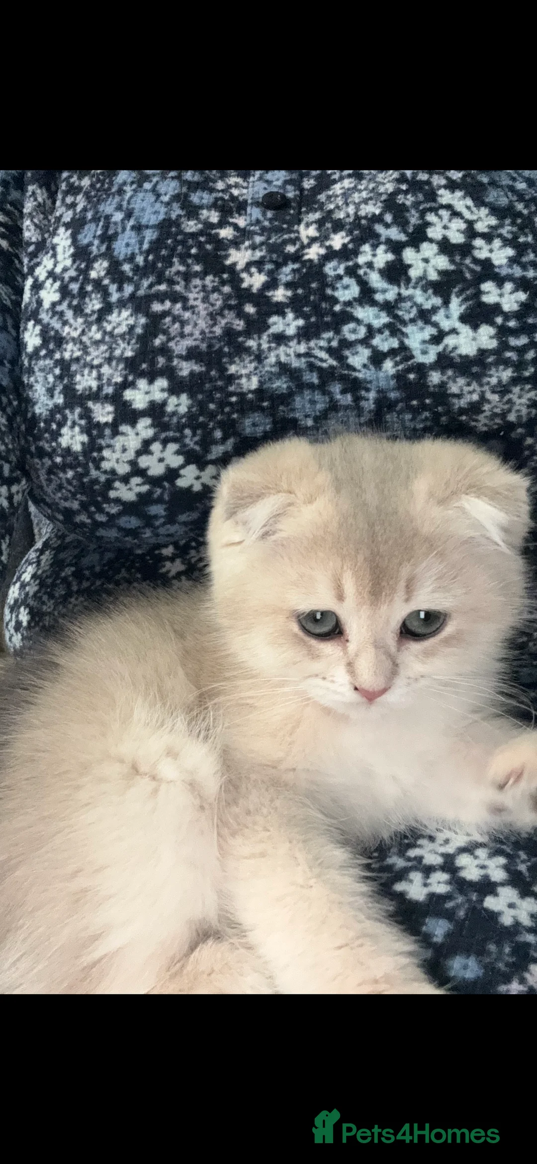 Scottish Fold cats for sale: Scottish Fold and Straight purebred kittens - Advert 5