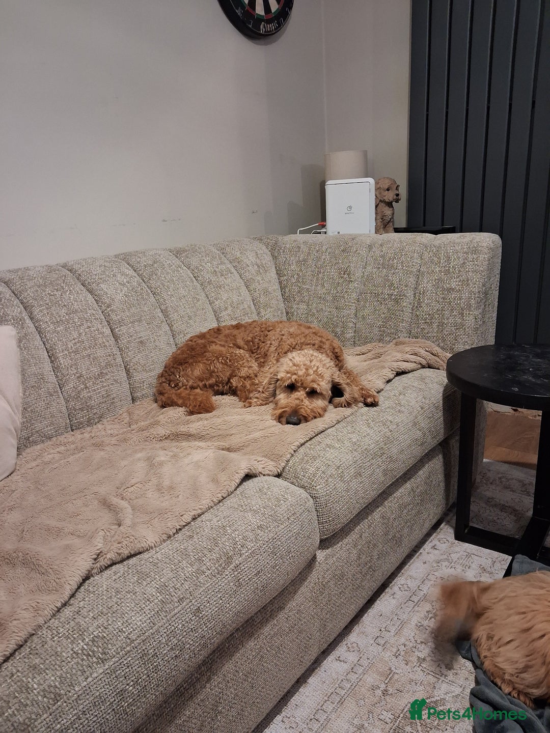 Labradoodle dogs for sale: Multi-generational miniature labradoodle - Advert 2