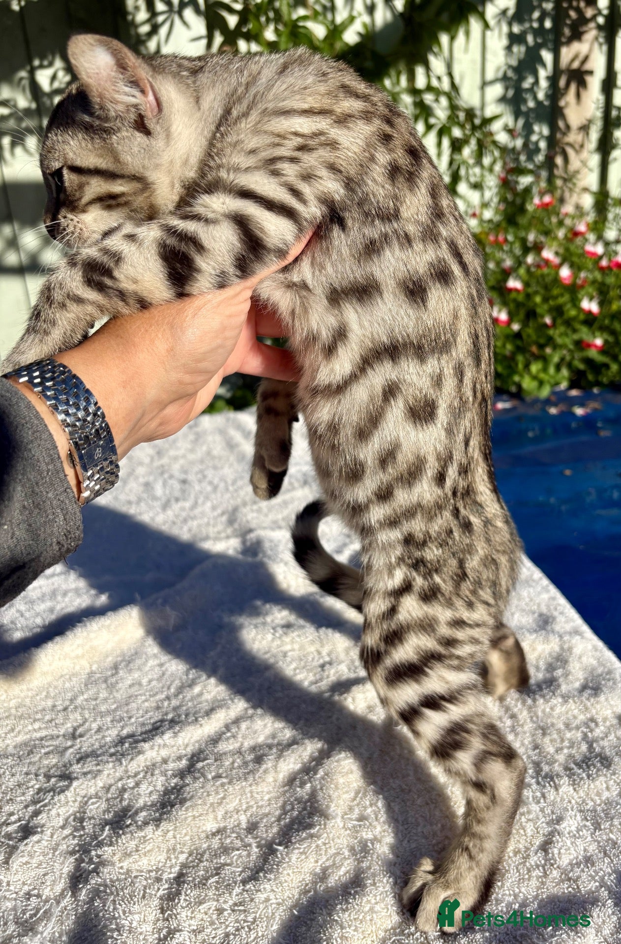 Keetso cats for sale: Awesome rare silver polydactyl female  - Advert 2