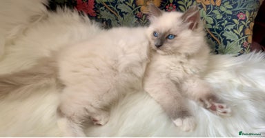 Ragdoll cats - Advert 3