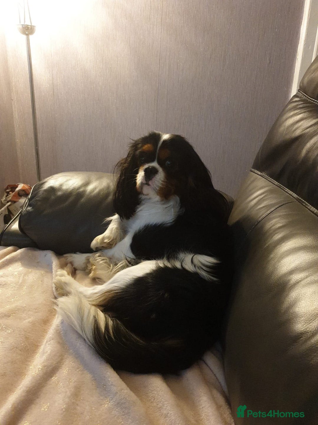 Cavalier King Charles Spaniel dogs for sale: Cavalier king charles puppys READY NOW pedigree KC - Advert 16