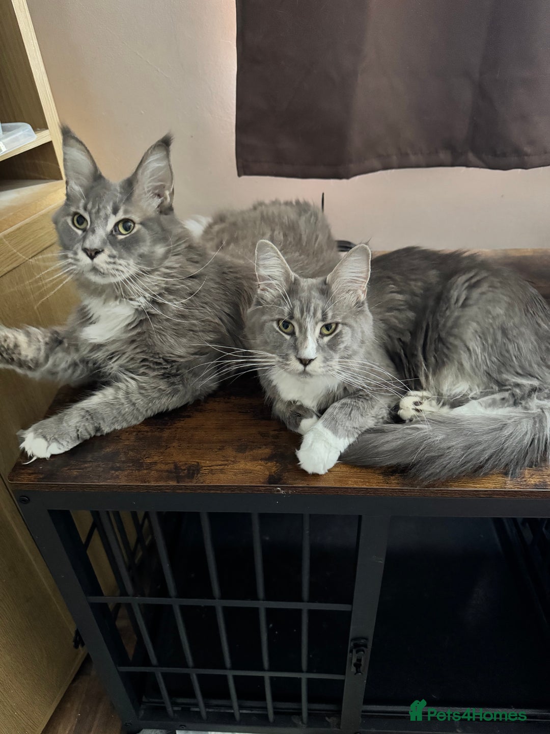 Maine Coon cats for sale: READY NOW! PEDIGREE MAINE COON GIRL  - Advert 2
