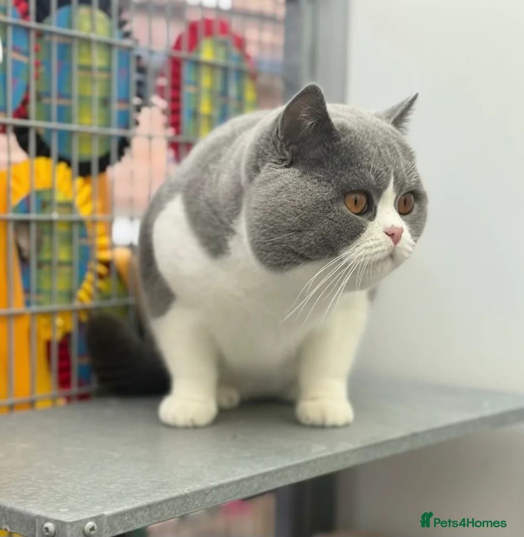 British Shorthair cats for stud: Exceptional polish import excellent pedigree  - Advert 1