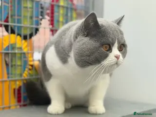 British Shorthair cats Exceptional polish import excellent pedigree - Advert 9