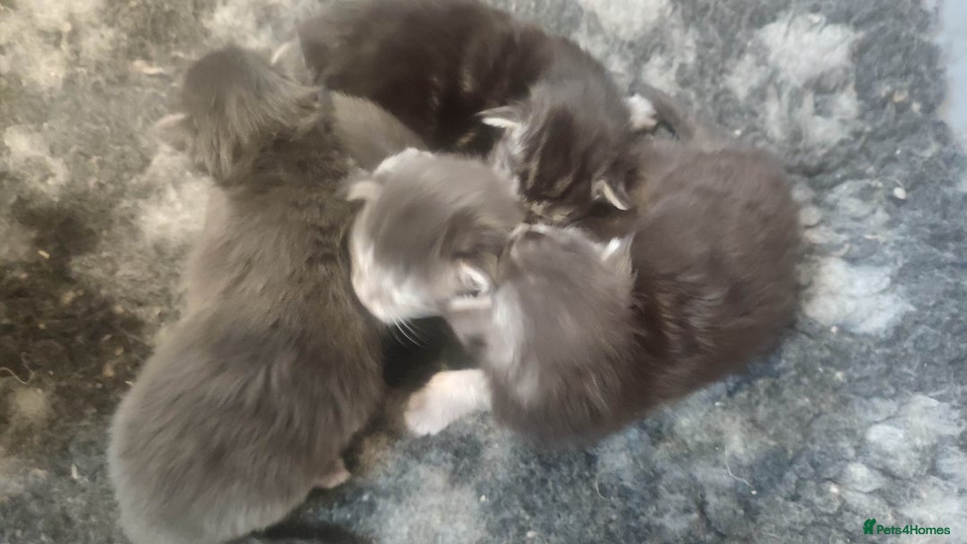 Maine Coon cats for sale: Tica Reg and fully health tested - Advert 20