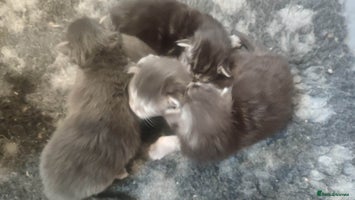 Maine Coon cats Stunning Blue and Black, Tica Reg + health tested - Advert 7