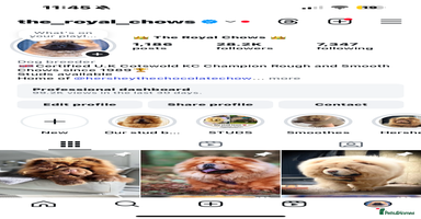 Chow Chow dogs in Cheltenham - Advert 5