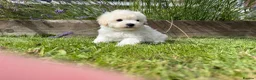Maltipoo dogs for sale: Now ready for new homes.  - Advert 3