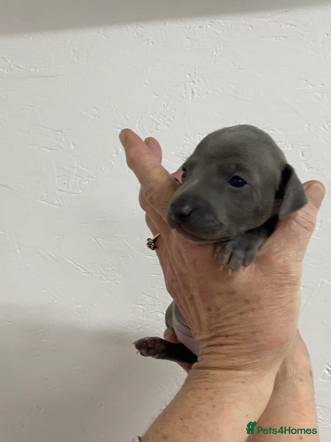 Italian Greyhound dogs for sale: Beautiful Italian Greyhound Puppies - Advert 12