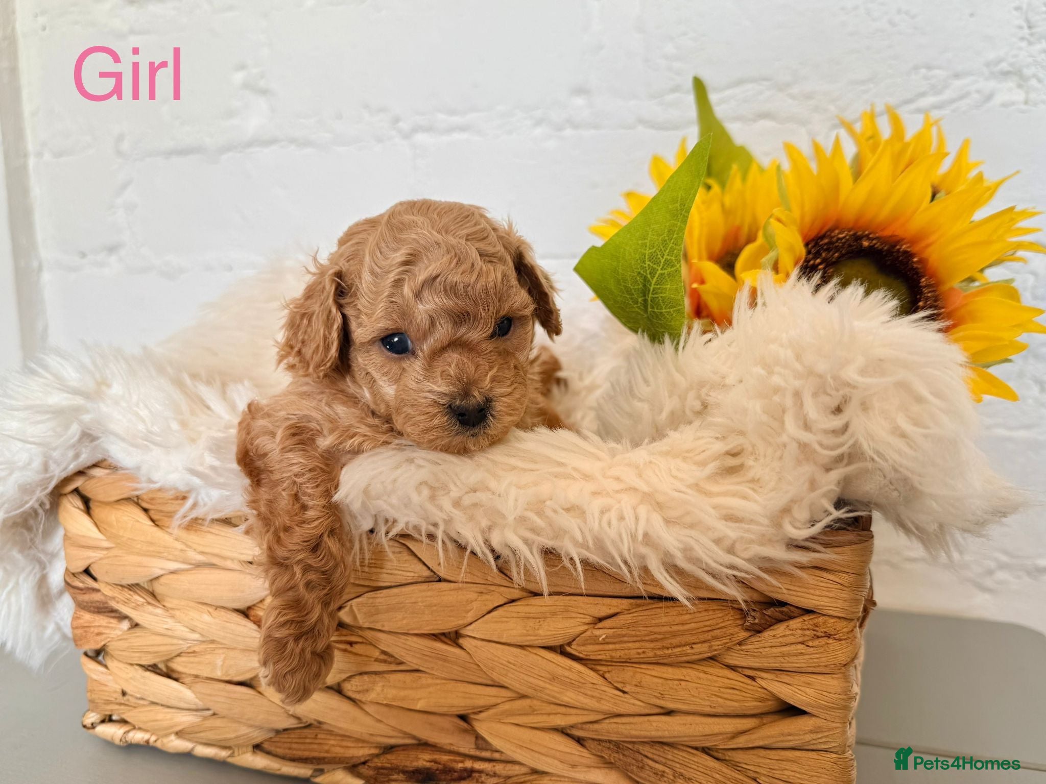 Lhasapoo dogs Lhasapoo pups (doodles) F1b  - Advert 2