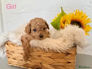 Lhasapoo dogs Lhasapoo pups (doodles) F1b - Advert 2