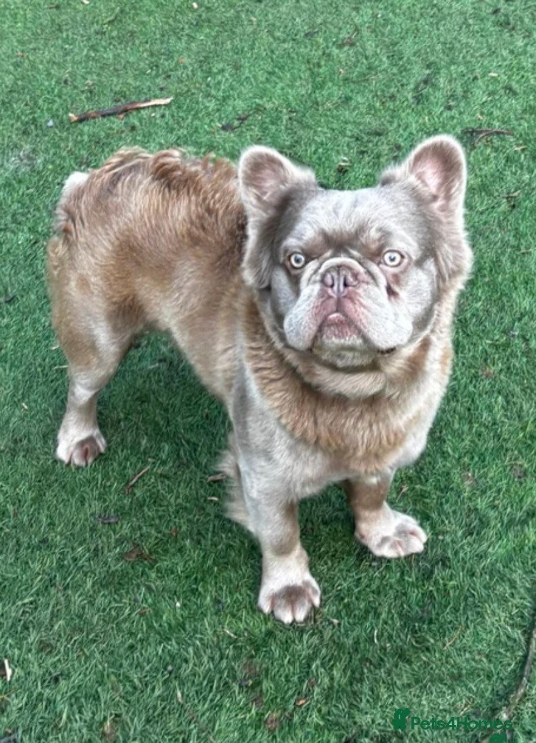 French Bulldog dogs for sale: Fluffy French bulldog Orion almost 2 years old - Advert 4