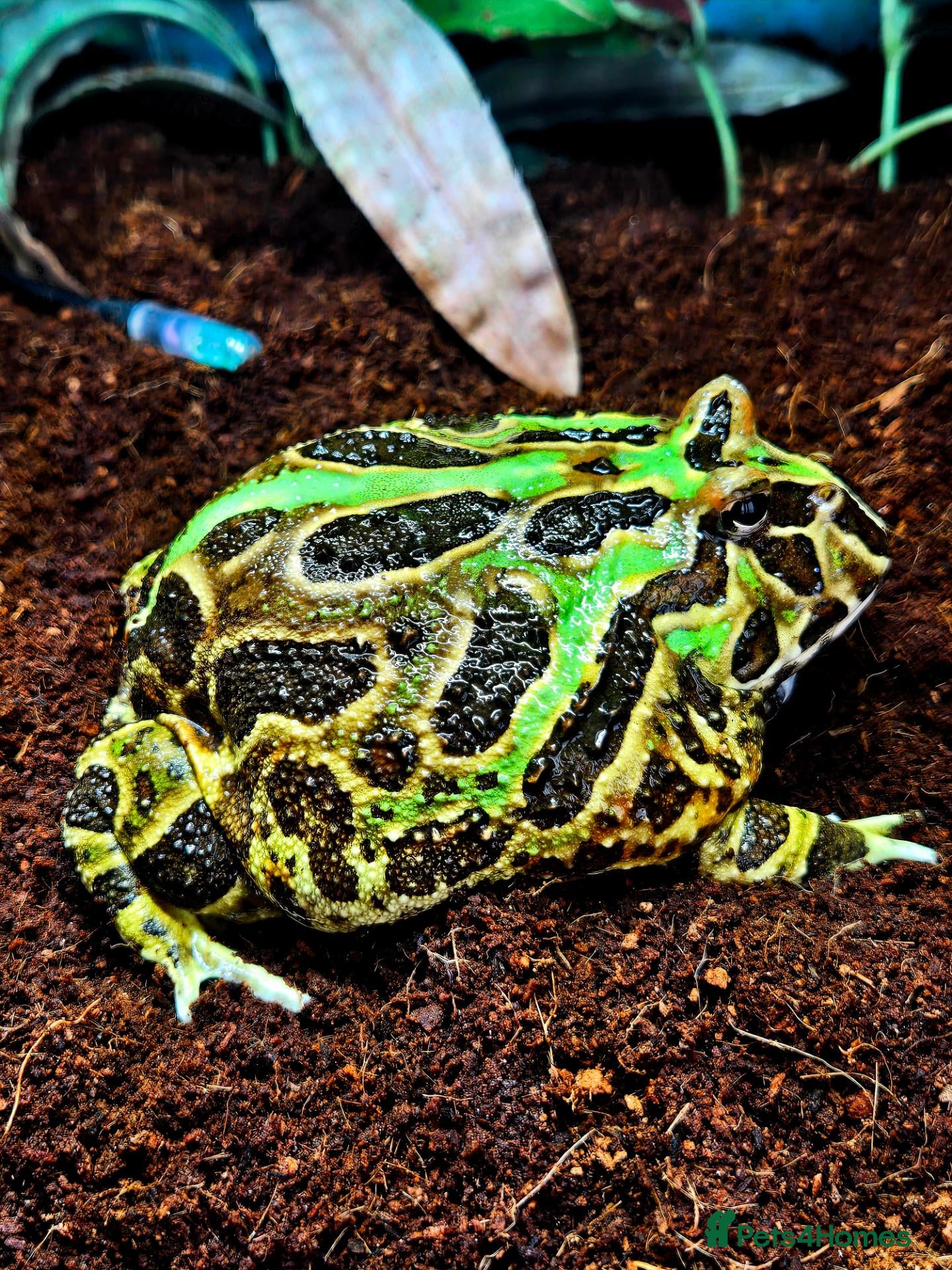 Frog reptiles Pacman Frog & Full Set Up For Sale  - Advert 1
