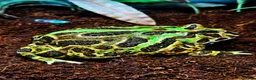 Frog reptiles for sale: Pacman Frog & Full Set Up For Sale  in York - Advert 1