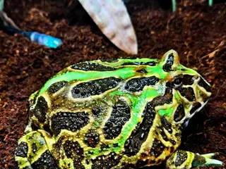 Frog reptiles Pacman Frog & Full Set Up For Sale - Advert 2