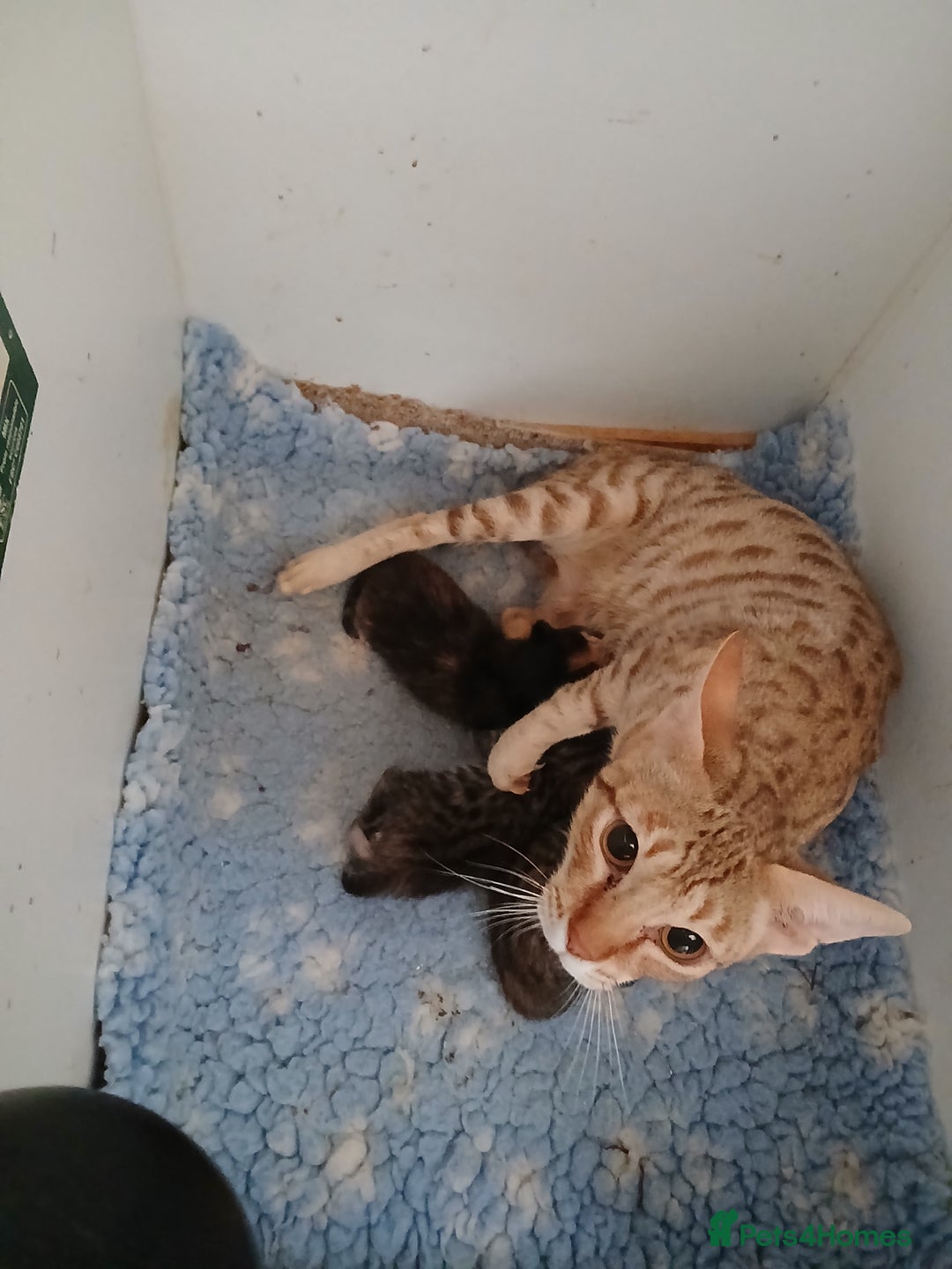 Savannah cats for sale: Savannah x Maine Coon kittens - Advert 2