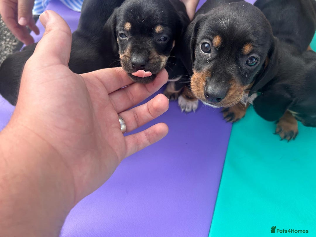 Dachshund dogs for sale: 4 beautiful puppies ready for new forever home!!!! - Image 4