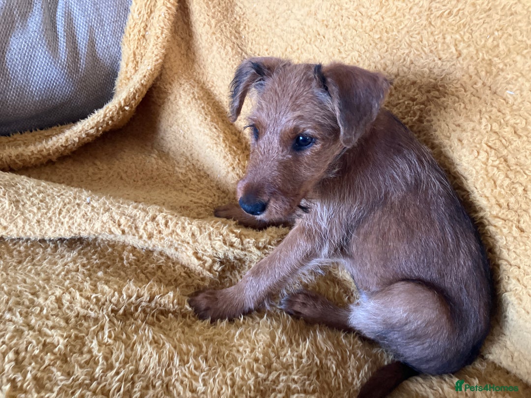 Irish Terrier dogs for sale: Irish Terrier puppy - Image 3