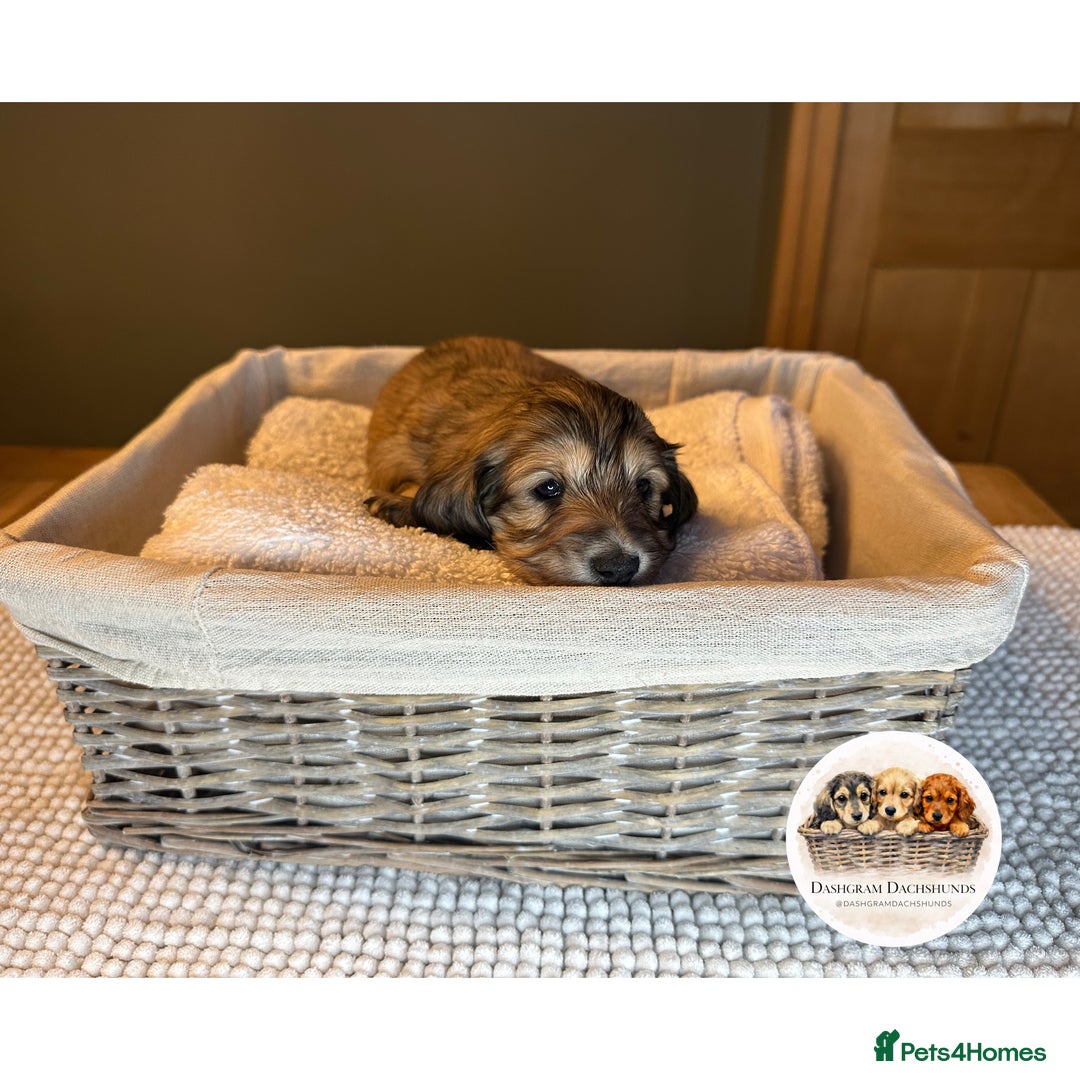 Miniature Dachshund dogs for sale: KC Long Haired Shaded Cream Miniature Dachshund - Advert 8