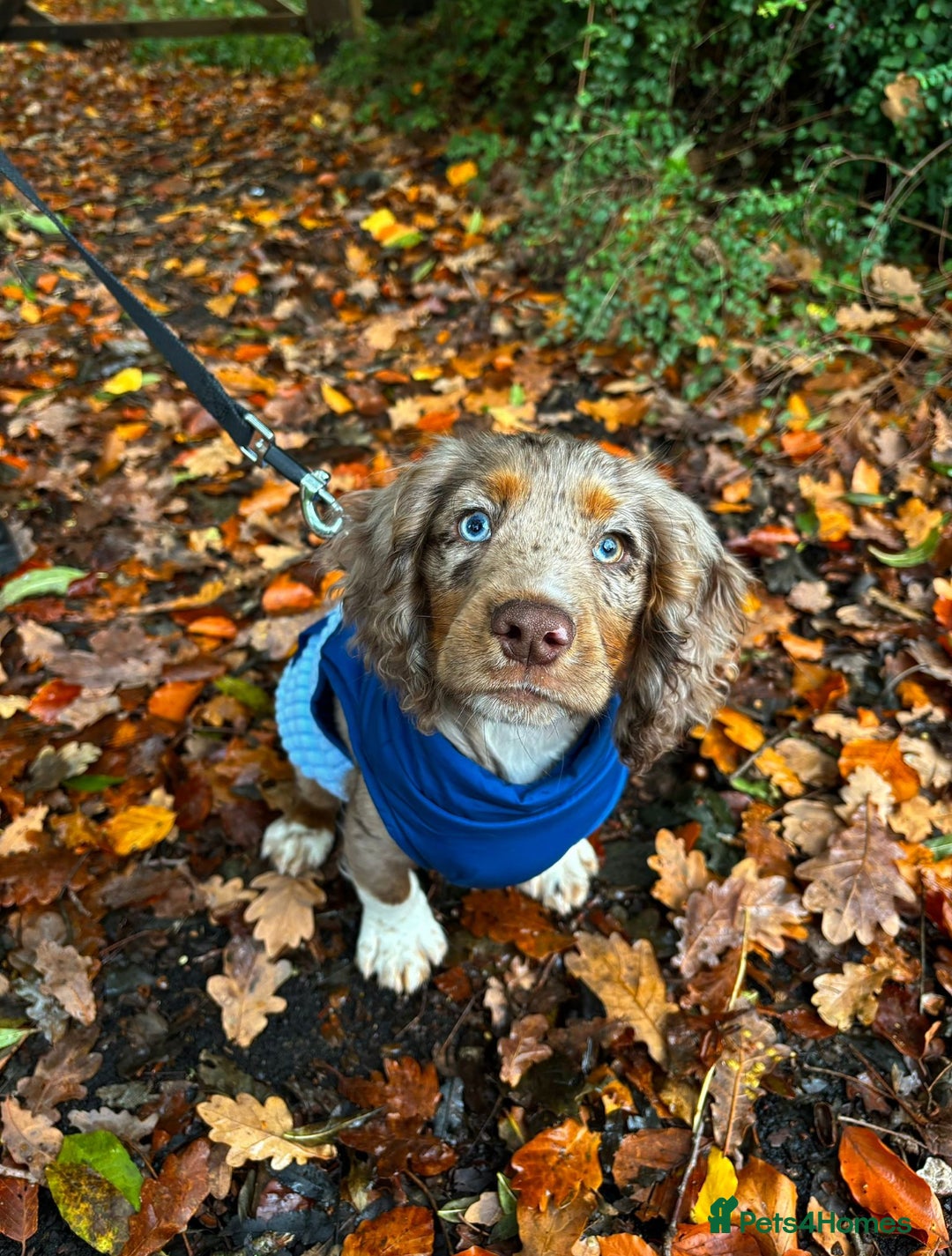 Cocker Spaniel dogs for sale: Cocker spaniel - Advert 2