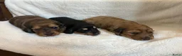 Miniature Dachshund dogs for sale: 3 Beautiful Longhair Miniature Dachshund Puppies - Advert 10