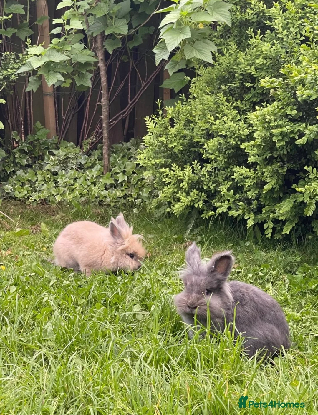 Lionhead rabbits for sale: Adorable Lionhead Bunnies - Advert 6