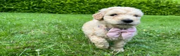 Goldendoodle dogs for sale: Standard GoldenDoodle Puppies - Advert 3
