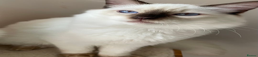Ragdoll Kitten 2