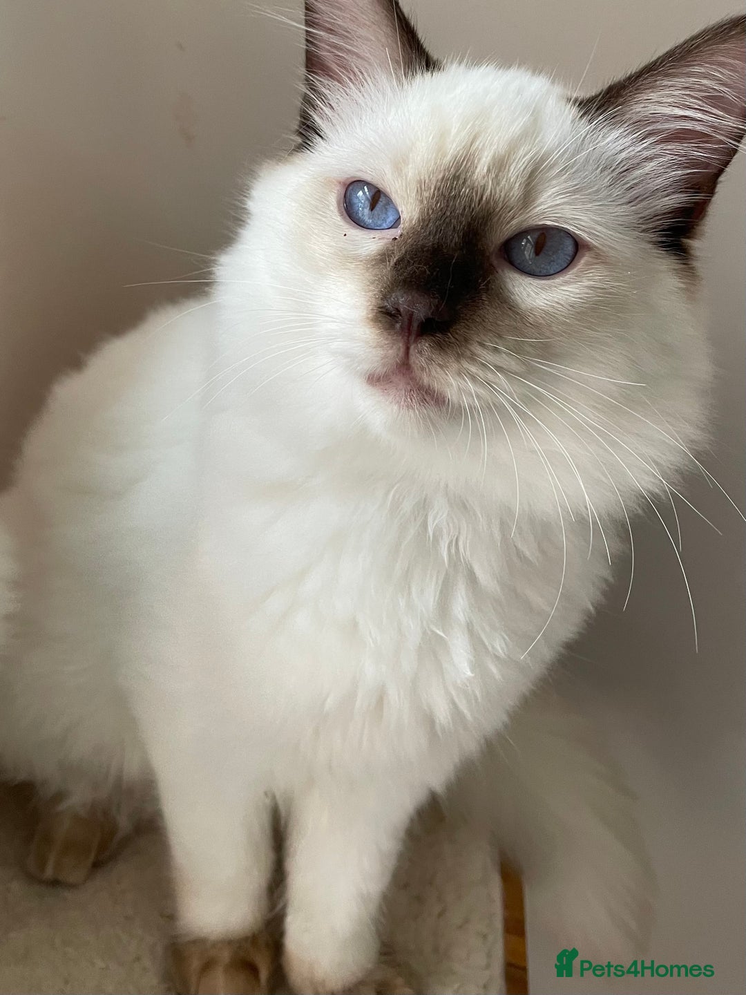 Ragdoll cats for sale: Ragdoll kittens from Moonliteyecats  - Image 14