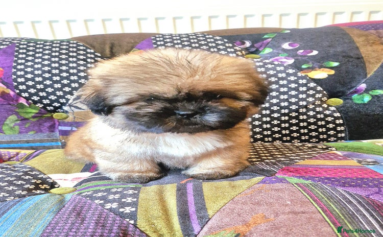 Shih Tzu dogs - Advert 2