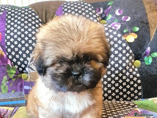 Shih Tzu dogs - Advert 1