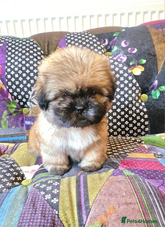 Shih Tzu dogs - Advert 3