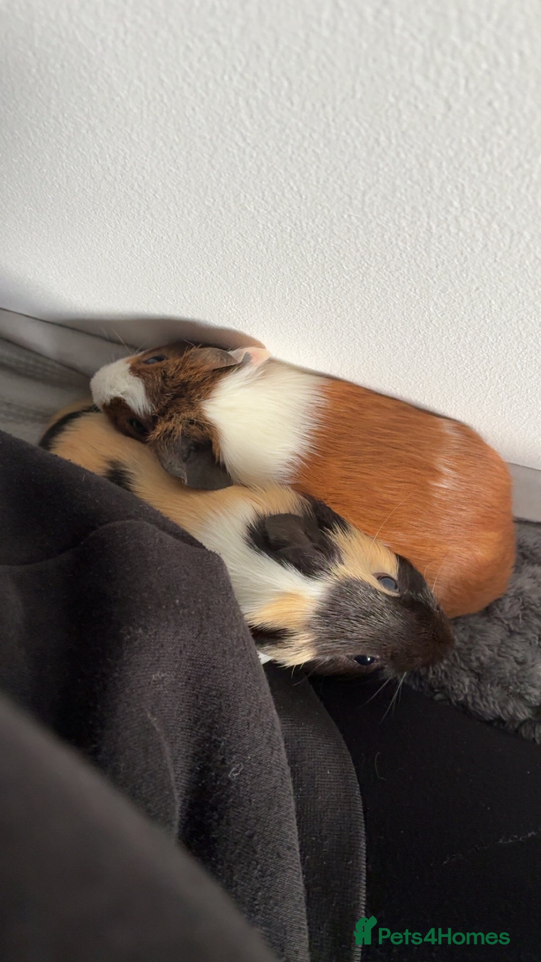 Guinea Pig rodents for sale: Two male guinea pigs - Advert 3